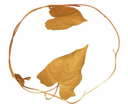 Рамка из вьющейся ветви с желтой листвой