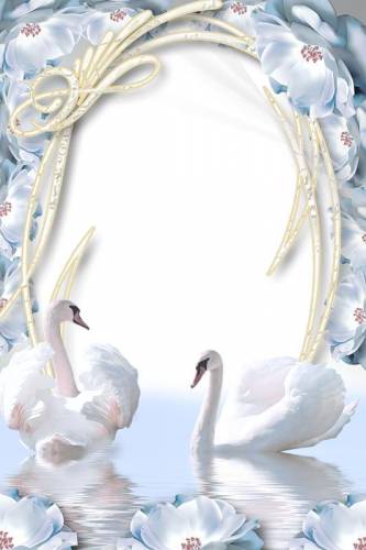 Лебеди в пруду среди белых цветов