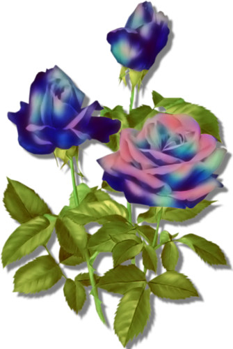 Розы с преобладанием синего цвета