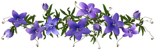 Нежные синие цветы
