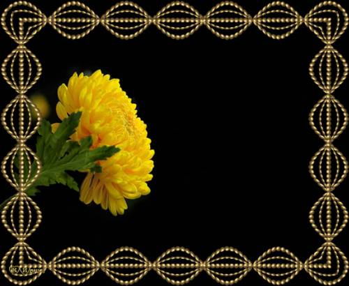 Желтая хризантема на черном