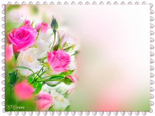 Бело-розовые розы на светлом фоне