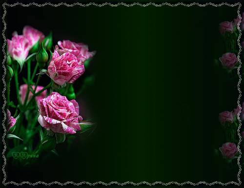 Бело-розовые розы на темном