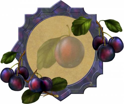 Плоды спелой сливы