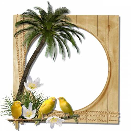 Рамка с пальмой и попугаями