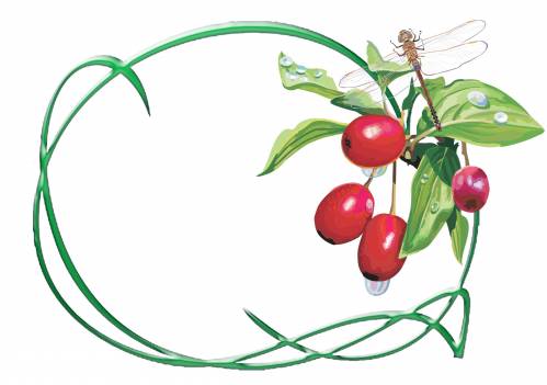 Рамка овальная зеленая с ягодами и стрекозой