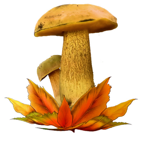 Разделитель - грибы