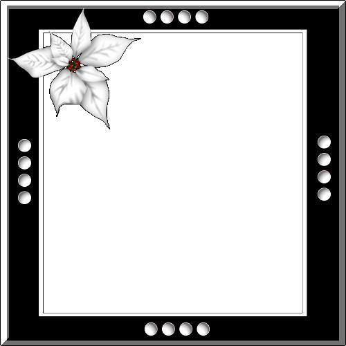 Черная рамка с красивым белым цветком