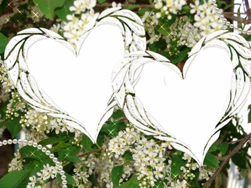 Рамочки-сердечки на цветущем дереве