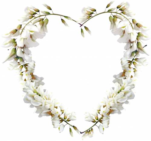 Рамка-сердечко из белых цветов